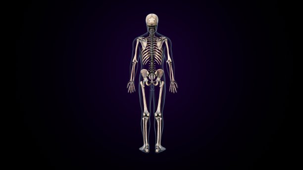人体骨骼解剖的三维插图。图片下载