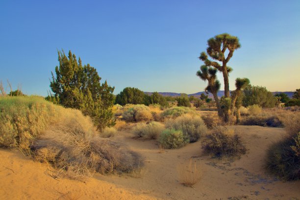加利福尼亚州沙漠景观图片下载
