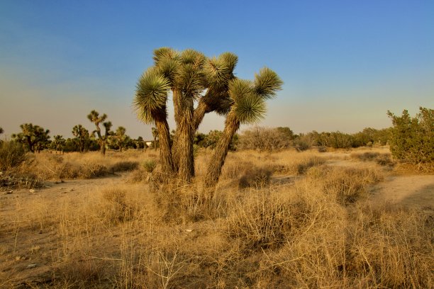 加利福尼亚州沙漠景观图片下载