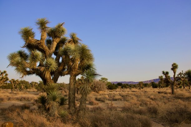 加利福尼亚州沙漠景观图片下载