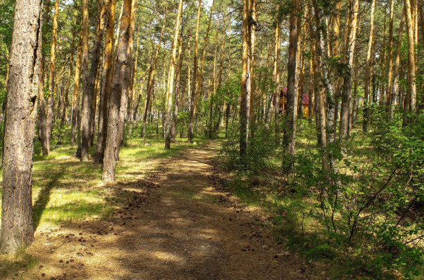 松林中间的一条空巷，在夏天的白天通向一座小木屋图片下载
