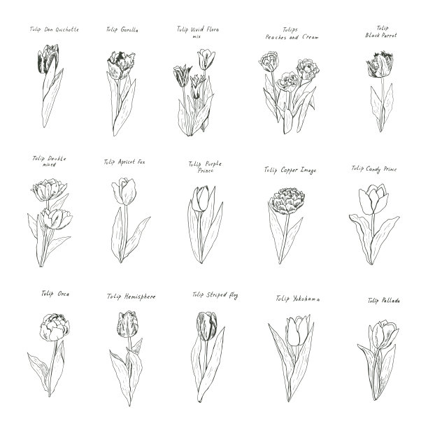 郁金香花花春天矢量插图集图片下载