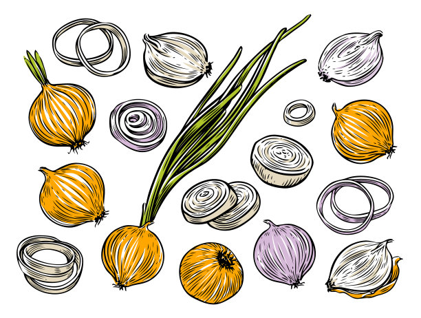 洋葱鳞茎和环新鲜蔬菜集图片下载