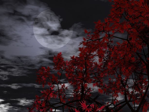 月亮和枫树的神奇景观图片下载