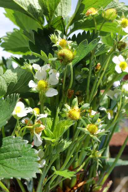全帧草莓植物，白色的花和绿色的叶子种植在塑料花盆，蓝色的天空和白云的背景，聚焦前景图片下载