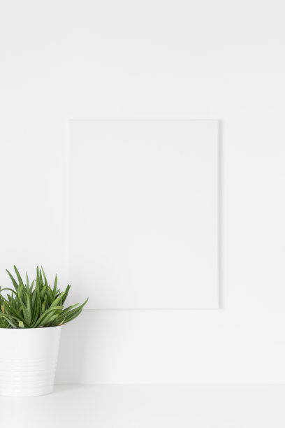 白色的帆布模型在墙上用芦荟。图片下载