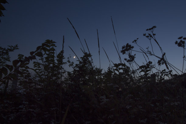 深蓝色夜空和年轻月亮的彩色照片。在前景中，未调焦的草和植物模糊不清。《暮光之城》。图片下载