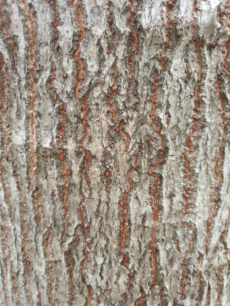 墙纸的纹理和粗糙的棕色树干。图片下载