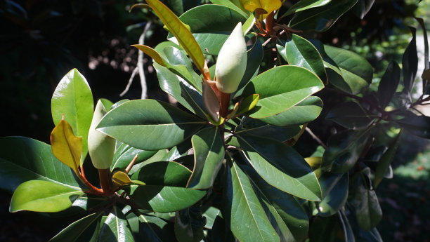 木兰树图片下载