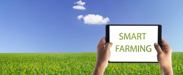 手握片剂在一个有水稻的农场里种植，在蓝天白云的稻田里复制空间。聪明的框架概念。图片下载