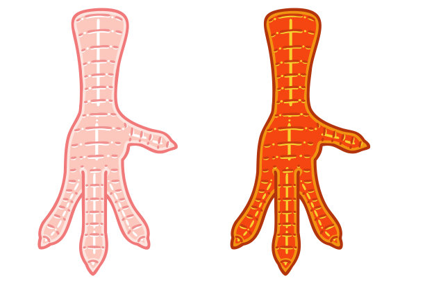 鸡脚。鸡脚。图片下载