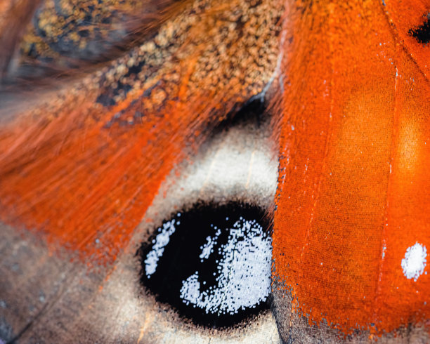孔雀蝴蝶的翅膀图片下载