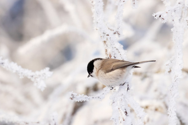 美丽一种小型欧洲鸣禽沼泽山雀，Poecile palustris坐在霜冻的树枝积雪的北方森林在阳光明媚的冬日图片下载