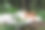 一个女人睡在森林里的枕头上。健康，良好的睡眠理念。在大自然中休息、放松。图片下载