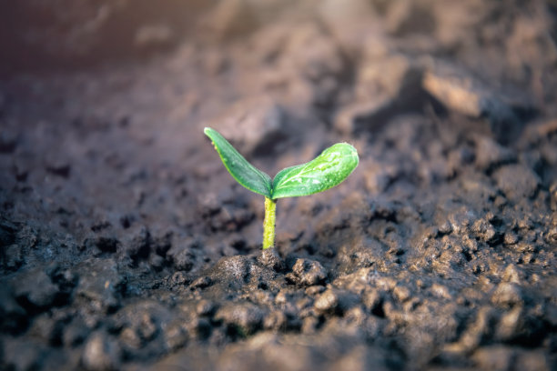 发芽蔬菜的绿叶图片下载