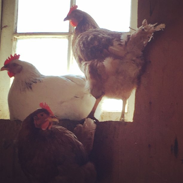 橱窗里的鸡图片下载