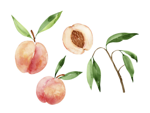 套水彩插图的嫩多汁的水果桃子。在白色背景上手绘图片下载
