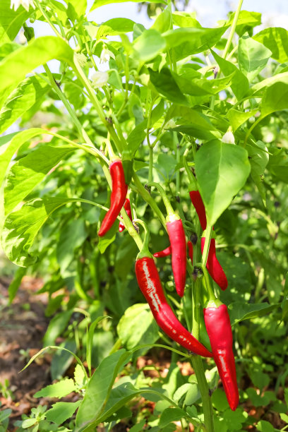 红辣椒。图片下载