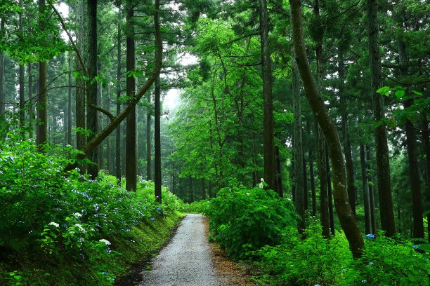 在森林里盛开的绣球花图片下载