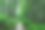 在森林里盛开的绣球花图片下载