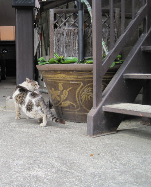 一只在打架中受伤的流浪猫。图片下载