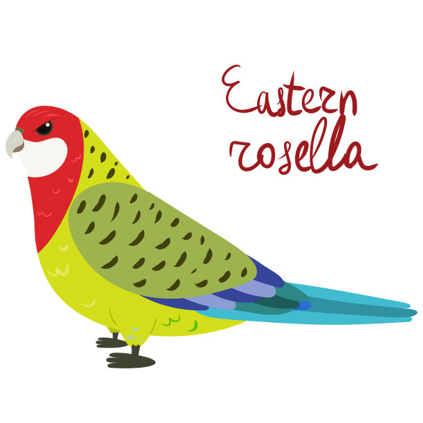 鹦鹉东部罗塞拉在卡通风格上的白色图片下载