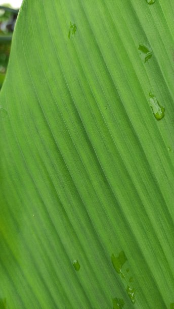 绿色香蕉背景,图片下载