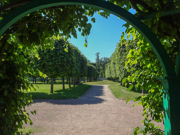绿色的拱门由树木在夏季公园，选择性焦点图片下载
