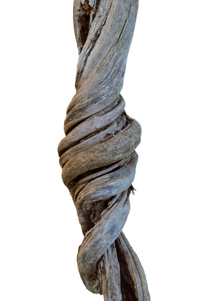 扭曲的树枝做一个木结作为一个自然雕塑孤立在白色的背景图片下载
