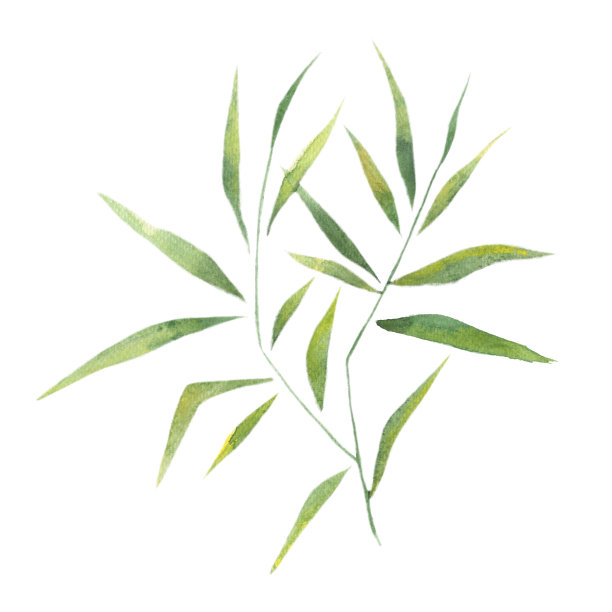 水彩竹叶，竹枝，一个单一的元素在白色的背景。图片下载
