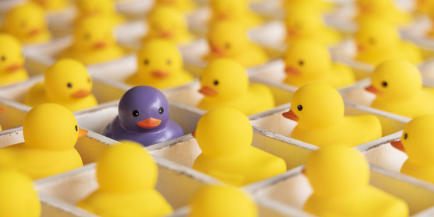 许多黄色的橡皮鸭在白色的鸽子洞隔间里，一只不同的紫色鸭子从人群中脱颖而出。图片下载