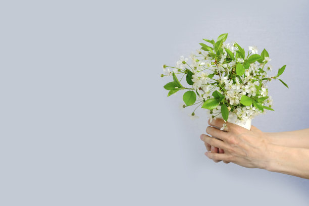 白色的樱花在女人的手中，一个女孩。图片下载