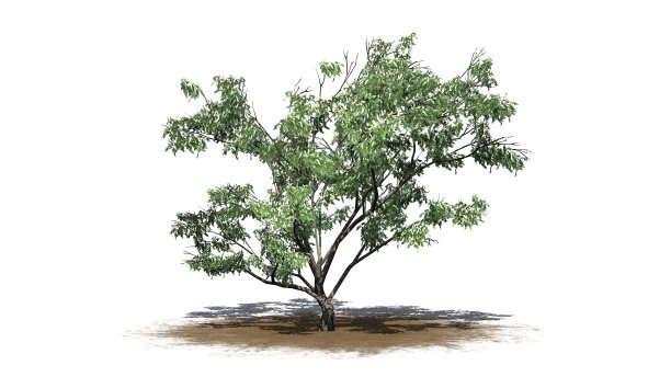 钩刺树与花和阴影在地板上的沙区-孤立在白色的背景图片下载