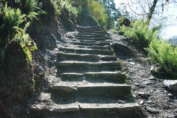 绿色森林中的石阶图片下载