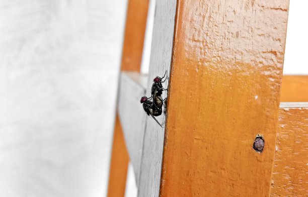 他们的家族生存图片下载