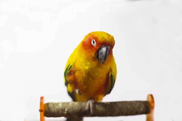 生病的鸟(太阳)坐在笼子里。图片下载