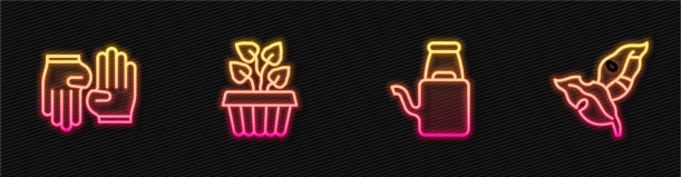 设置行浇水罐橡胶手套室内植物图片下载