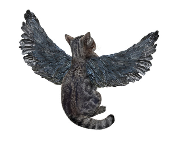 灰色的猫，长着鸟的翅膀图片下载