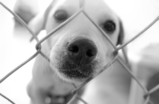 狗收容所收养黑白狗图片下载