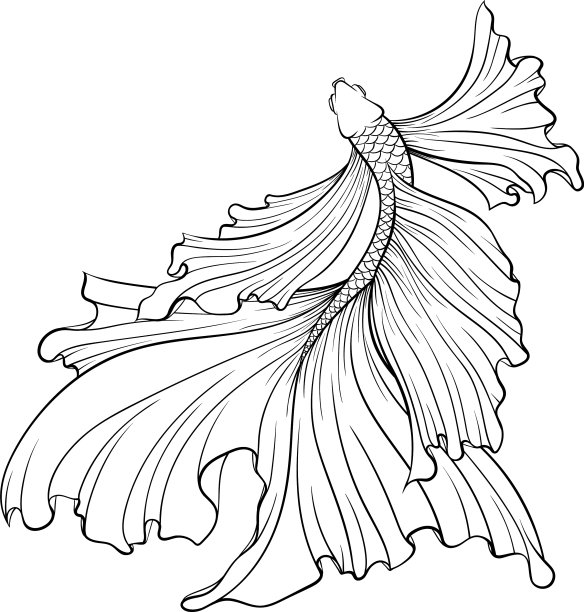 暹罗战斗机鱼俯视图线艺术图片下载