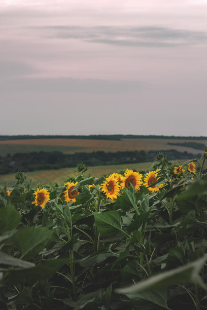 向日葵在阴天的田野图片下载