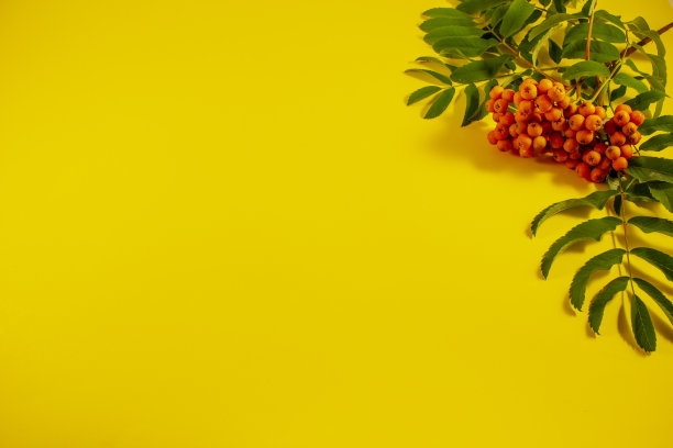 花楸树枝上有黄色的背景，桔黄色的花楸浆果上有绿色的叶子。背景的文本，模板的海报。图片下载