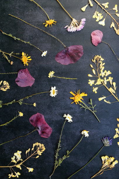 按下的花朵图片下载