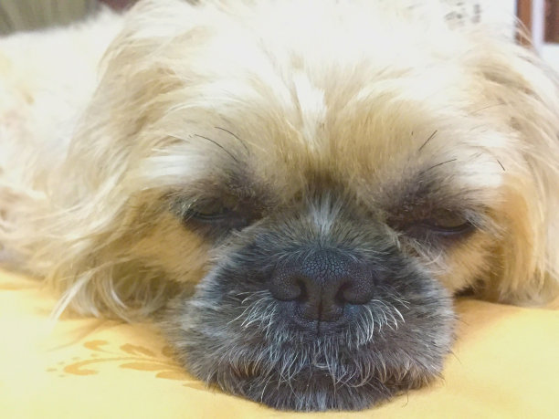 狗睡觉的特写镜头图片下载