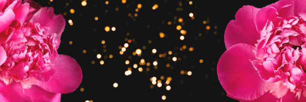 粉红色牡丹在黑色背景与模糊的灯光图片下载