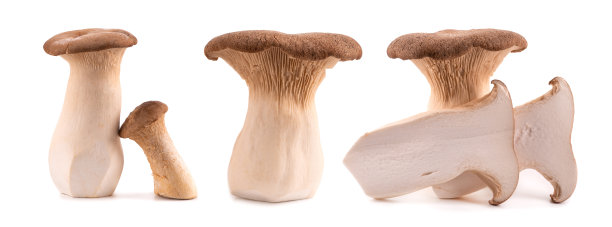 国王牡蛎蘑菇孤立在白色的背景。侧耳属eryngii蘑菇。图片下载