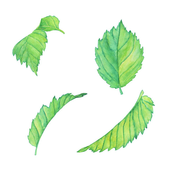 绿色桤木或桦树的叶子孤立在白色的背景。水彩手绘插图。完美的印刷，卡片，图案，设计元素。剪辑艺术。图片下载