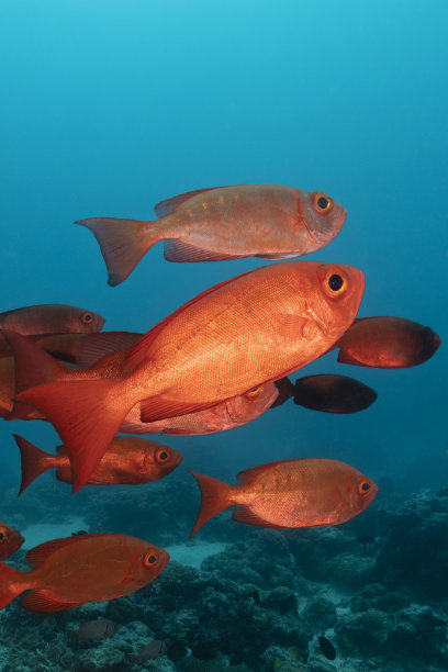 密克罗尼西亚的帕劳的玻璃眼鱼图片下载