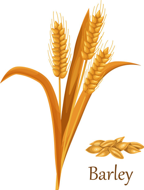 大麦草谷类作物图片下载