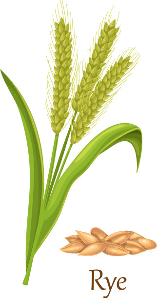 黑麦禾谷类图片下载